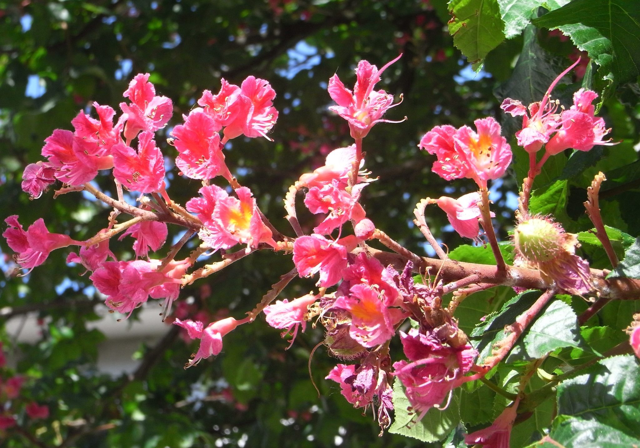 Marronnier à fleurs rouges, Marronnier carné – Ma Botanique