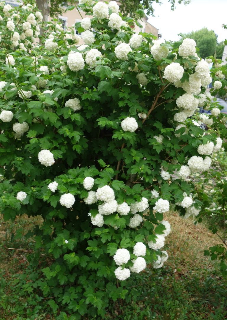 Ma Botanique Viorne Boule De Neige Rose De Gueldre Viorne Obier