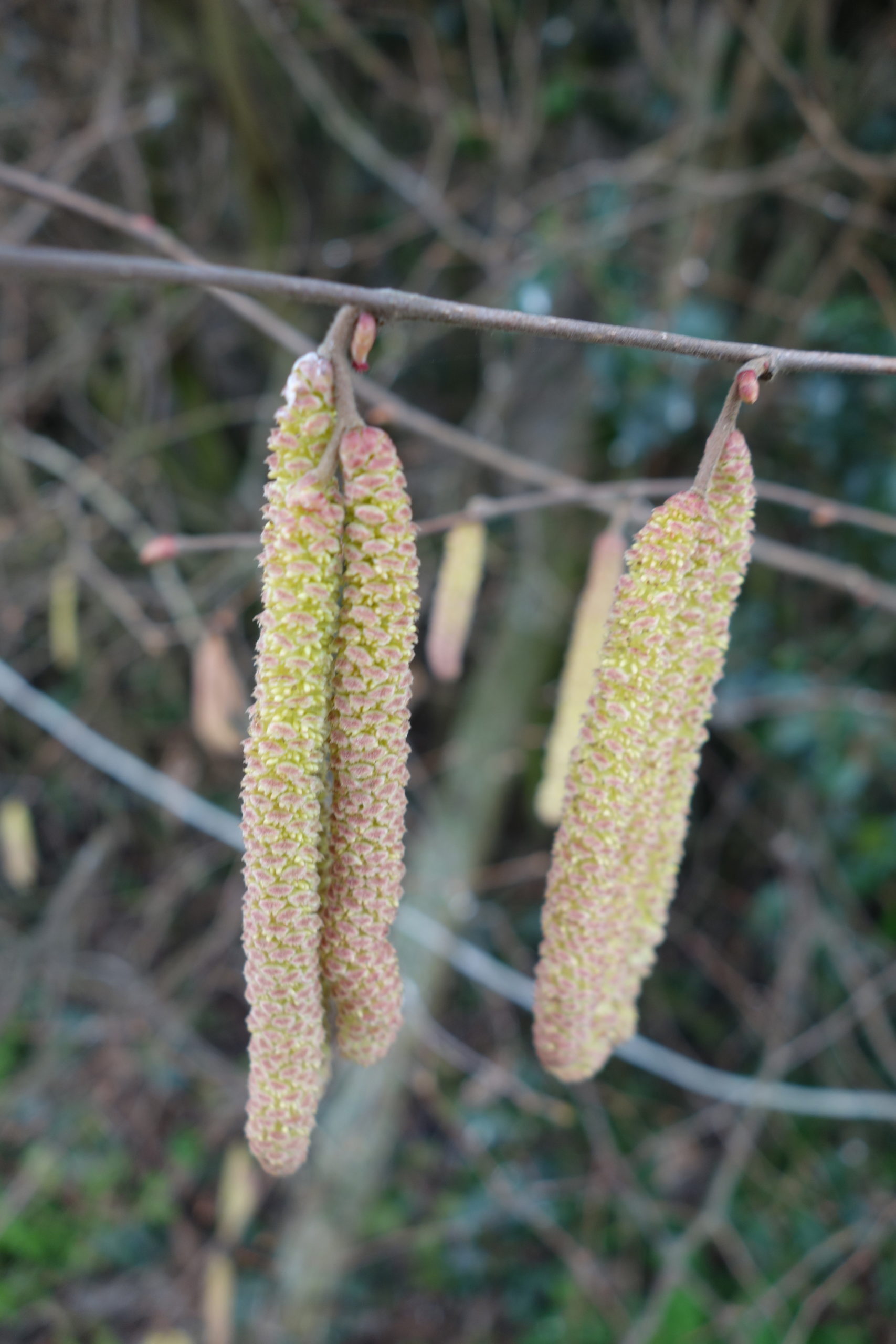 Ma Botanique Noisetier Commun Coudrier Avelinier