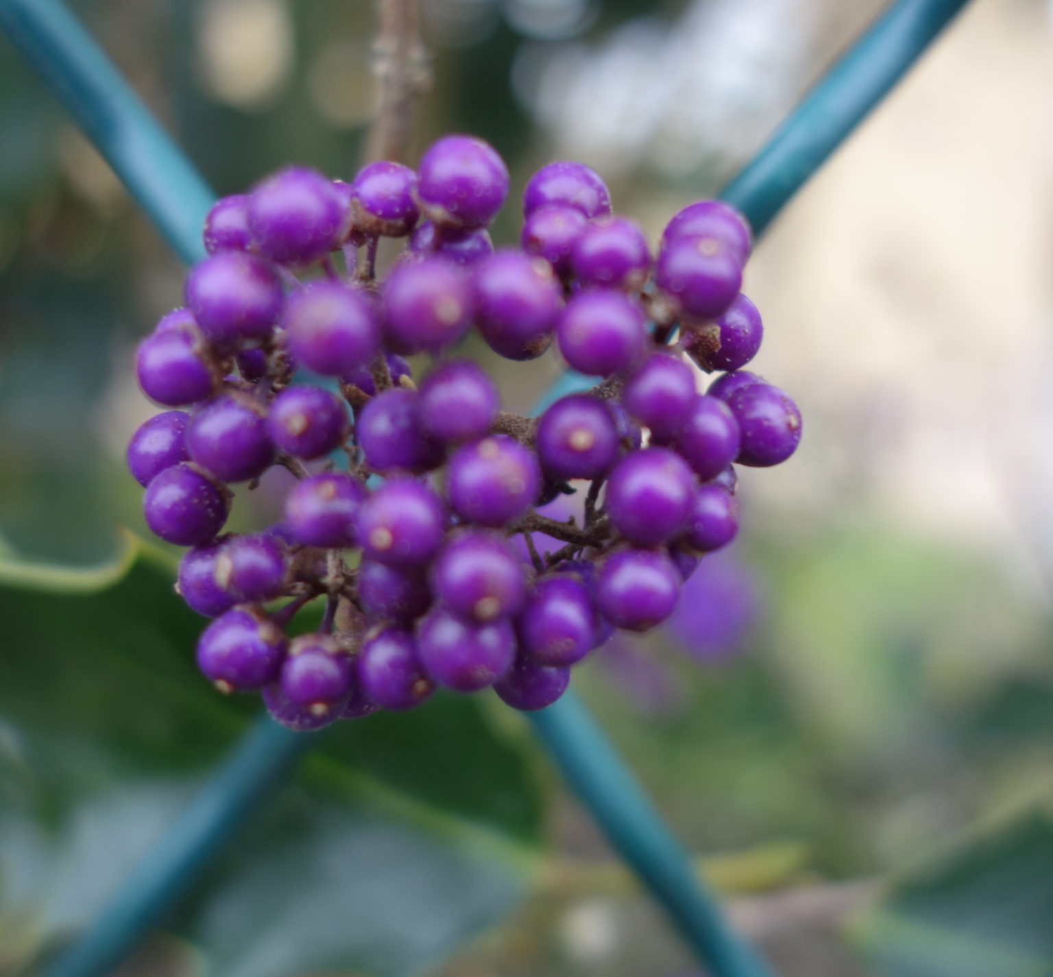 Callicarpe De Bodinier Arbre Bonbons Ma Botanique